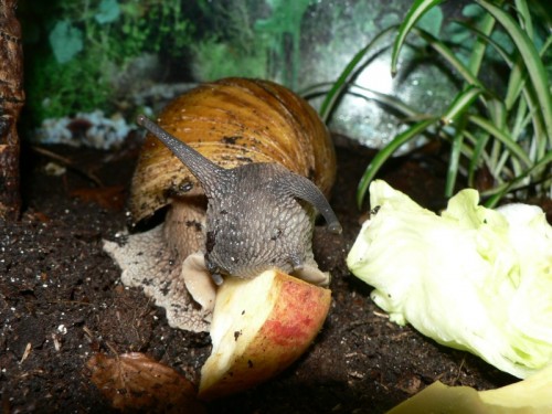 a.achatina_3.jpg