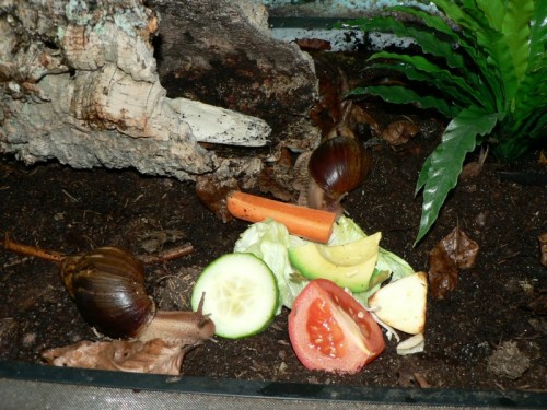 a.immaculata_2.jpg