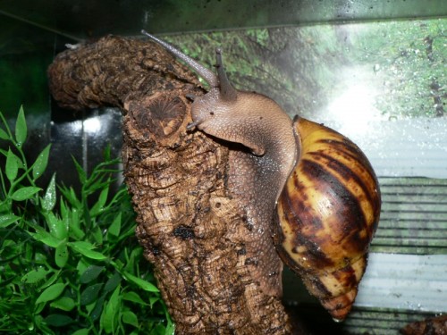 a.m.suturalis_3.jpg