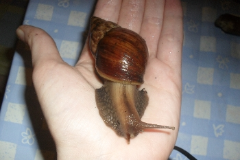 Achatschnecke1.png