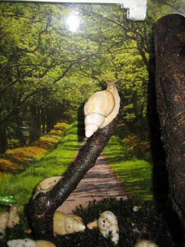 Achatina%20Iredalei2.JPG