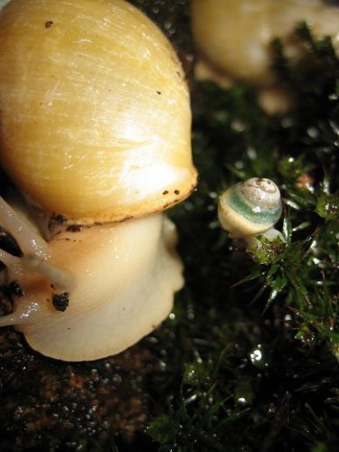 Achatina%20Iredalei3.JPG