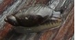 snail1.jpg