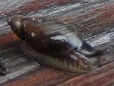 snail2.jpg