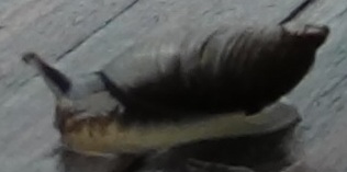 snail3.jpg