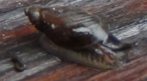 snail4.jpg