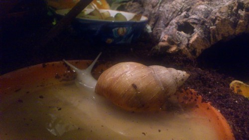 Schneckenforum 16 252.JPG