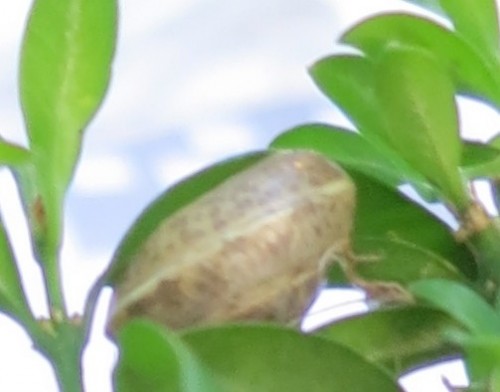 SchneckeBuchsKl2.jpg