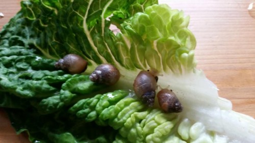 20150425_112724_800x450.jpg