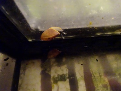 Ufo (42).JPG