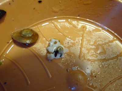 Ufo (12).JPG