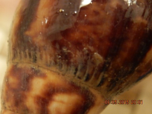 Naomi's Häuschen Foto wegen Details 'Verwitterung' - Mona Lisa's Häuschen sieht auch so aus (2).JPG