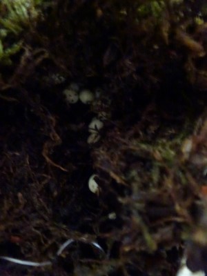 Kamera 17.05.2015 046.JPG