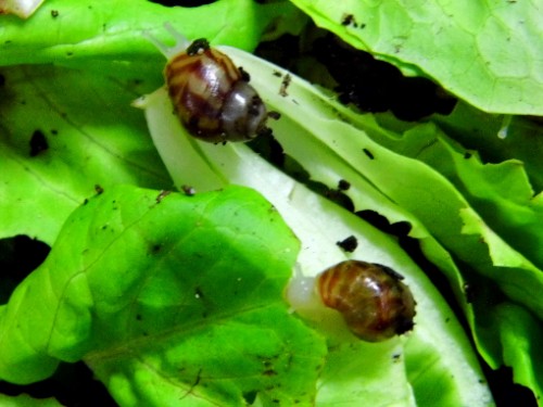 Sind wir nicht schon groß.jpg