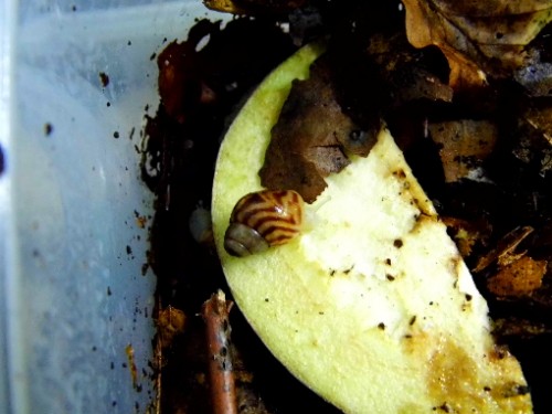 Aubergine ist lecker.jpg