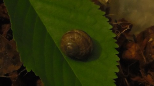 snail.jpg