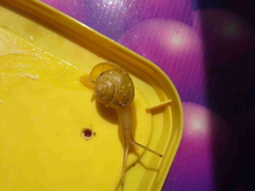 schnecke klein.jpg