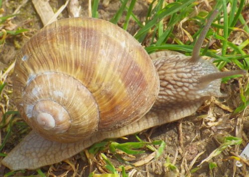 IMGP3185.JPG