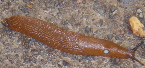 IMGP3749.jpg