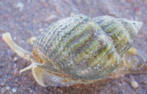 IMGP2112.JPG