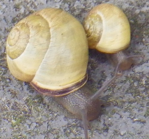 IMGP3060.JPG