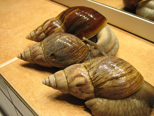 Achatina fulica2.jpg