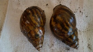 20150929_151246-320x180.jpg
