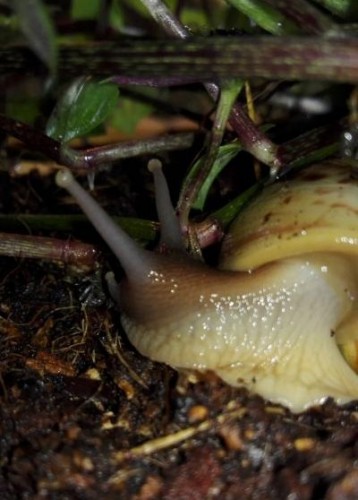 3 noch ein Blatt.JPG