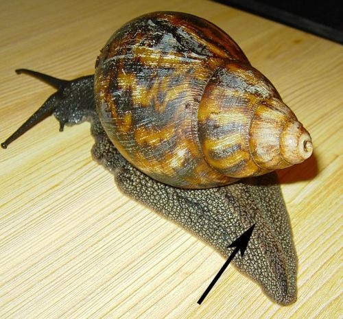 a.achatina_schwanzende.jpg