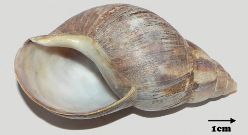 a.fulica_columella.jpg