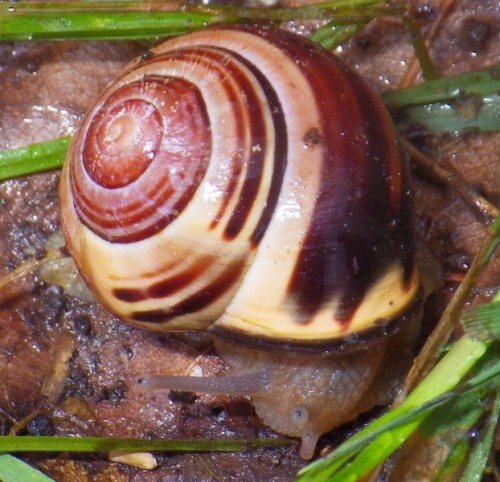 IMGP3718.JPG