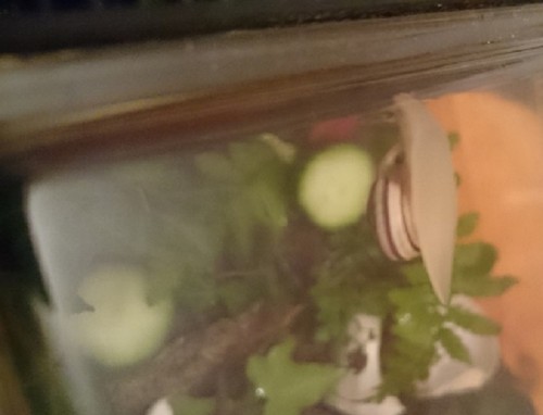 Schatten am Häuschen1.jpg