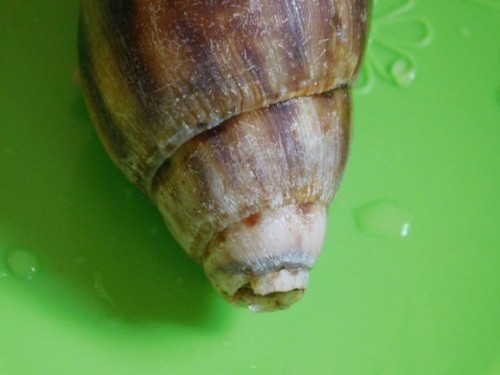 Apex Albino.jpg