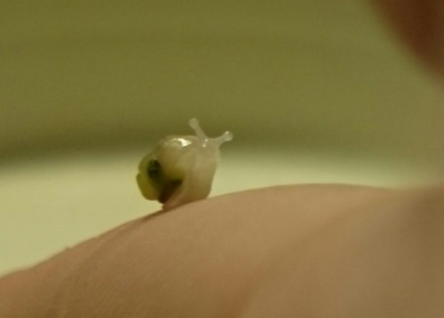 Babyschnecke.jpeg