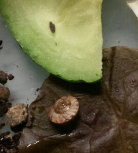 Schnecke1.jpg
