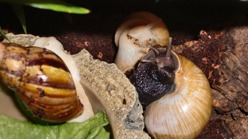 Tierbilder Februar 2016 023.JPG