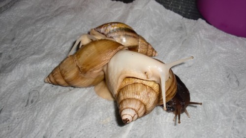 Tierbilder Februar 2016 029.JPG