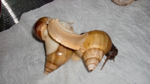 Tierbilder Februar 2016 031.JPG