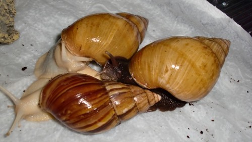Tierbilder Februar 2016 054.JPG