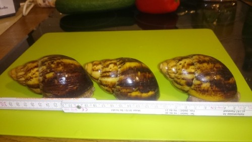 Bild 4.3.16klein.jpg