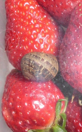 Schnecke aus Spanien - 160309 - DSCI1038 - kleiner.JPG