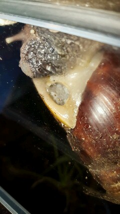 20160313_214654-240x427.jpg