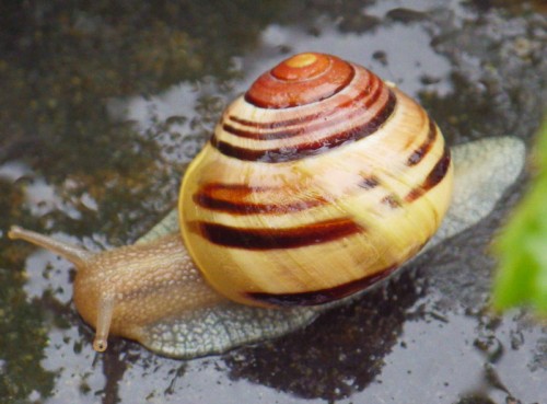 IMGP2996.JPG