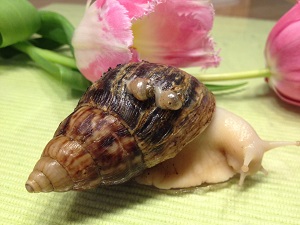 IMG_2293 - Kopie.JPG