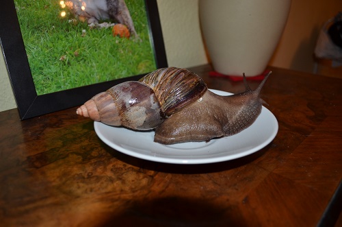 DSC_2056.JPG