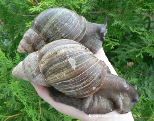 a.puylaerti0.jpg