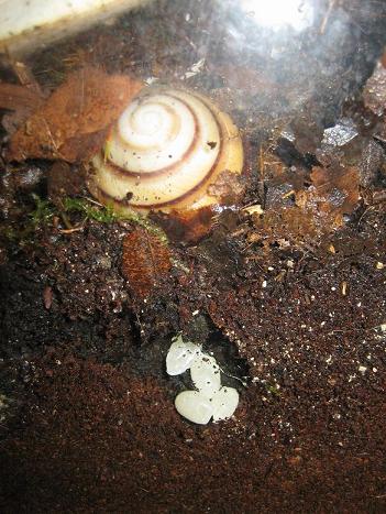 Pleurodonte Eier.JPG