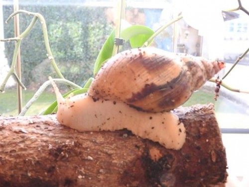 Schnecke.jpg