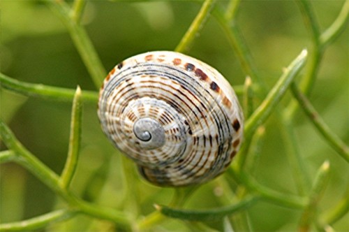 _DSC0325 Ausschnitt, Kontrast, Schärfe, klein.JPG