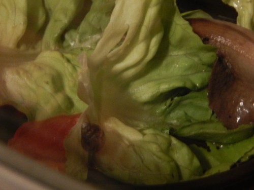 DSCN3556.JPG